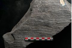 Foto (Detailansicht) von Sigillaria sp.  (NHMW-GEO-2024-0188-11243)